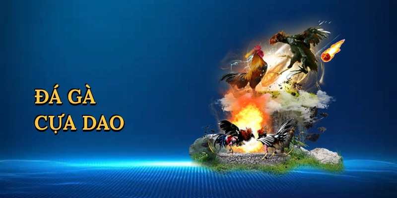 Đá gà cựa dao