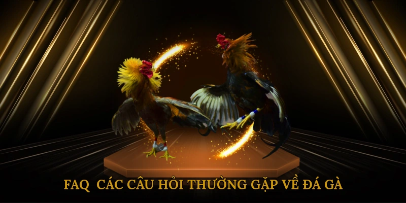 FAQ - Các câu hỏi thường gặp về đá gà ăn tiền online