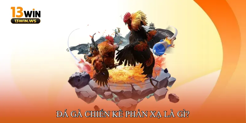 Đá Gà Chiến Kê Phản Xạ Là Gì?