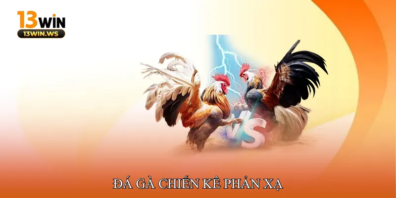 Đá Gà Chiến Kê Phản Xạ