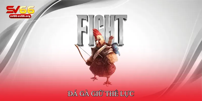 Đá gà giữ thể lực