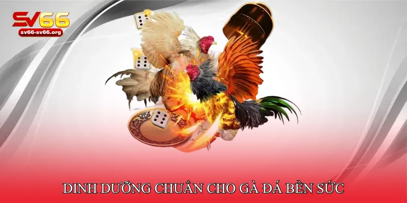 Dinh dưỡng chuẩn cho gà đá bền sức