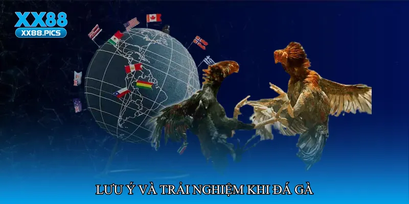 Lưu ý và trải nghiệm khi đá gà